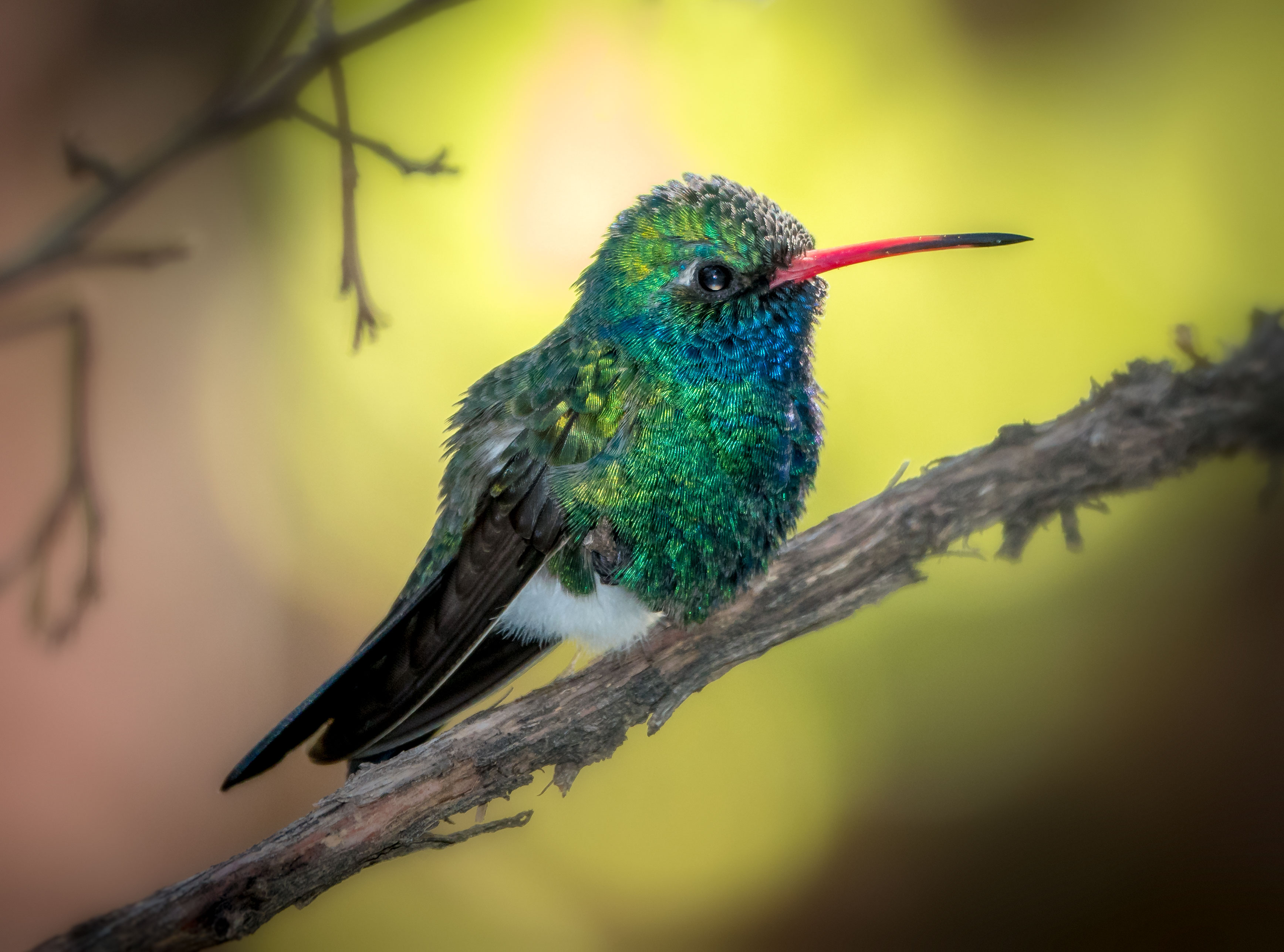 Jay Pierstorff Broadbill .jpg